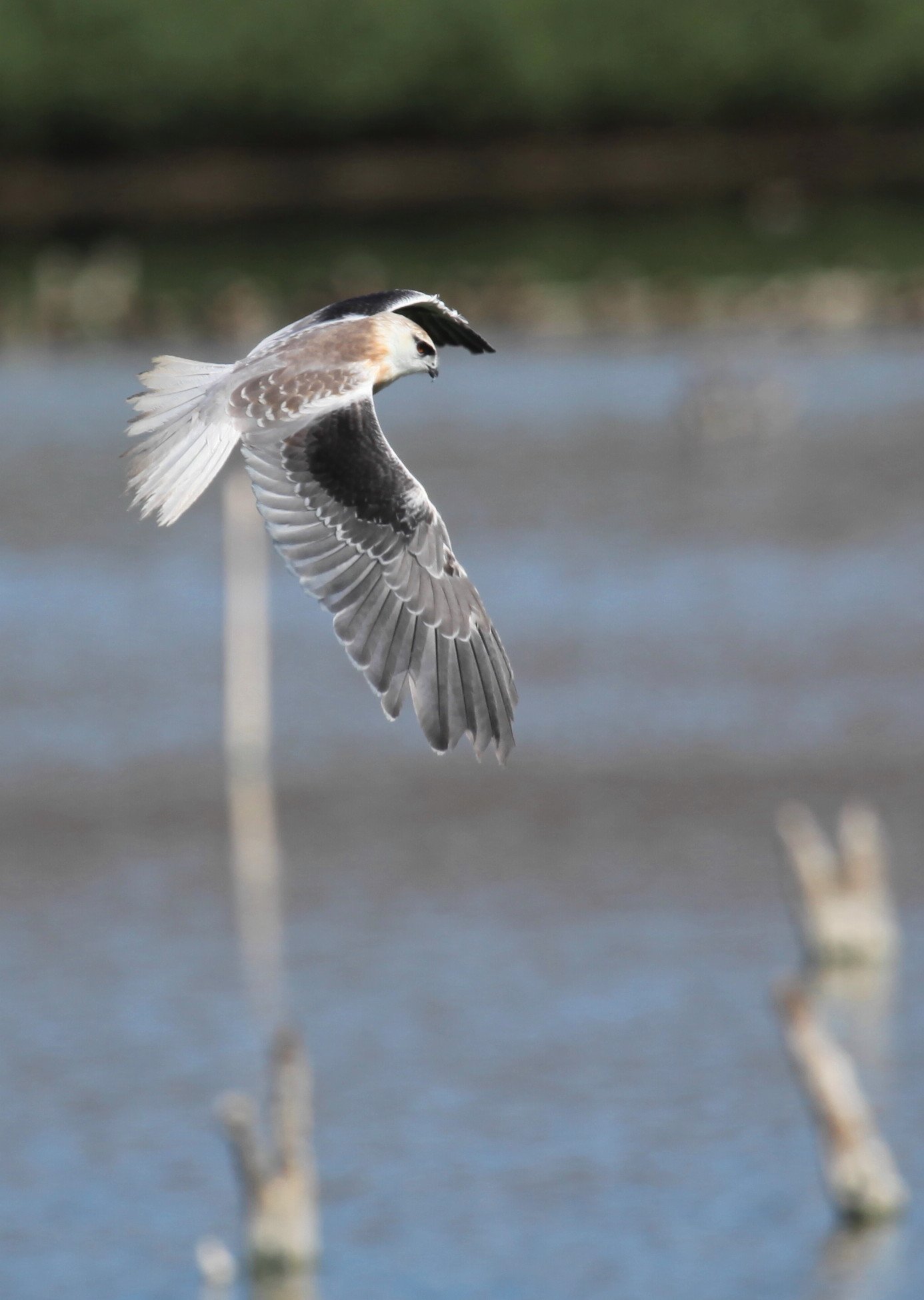 Black-shouldered Kite Elanus axillaris
