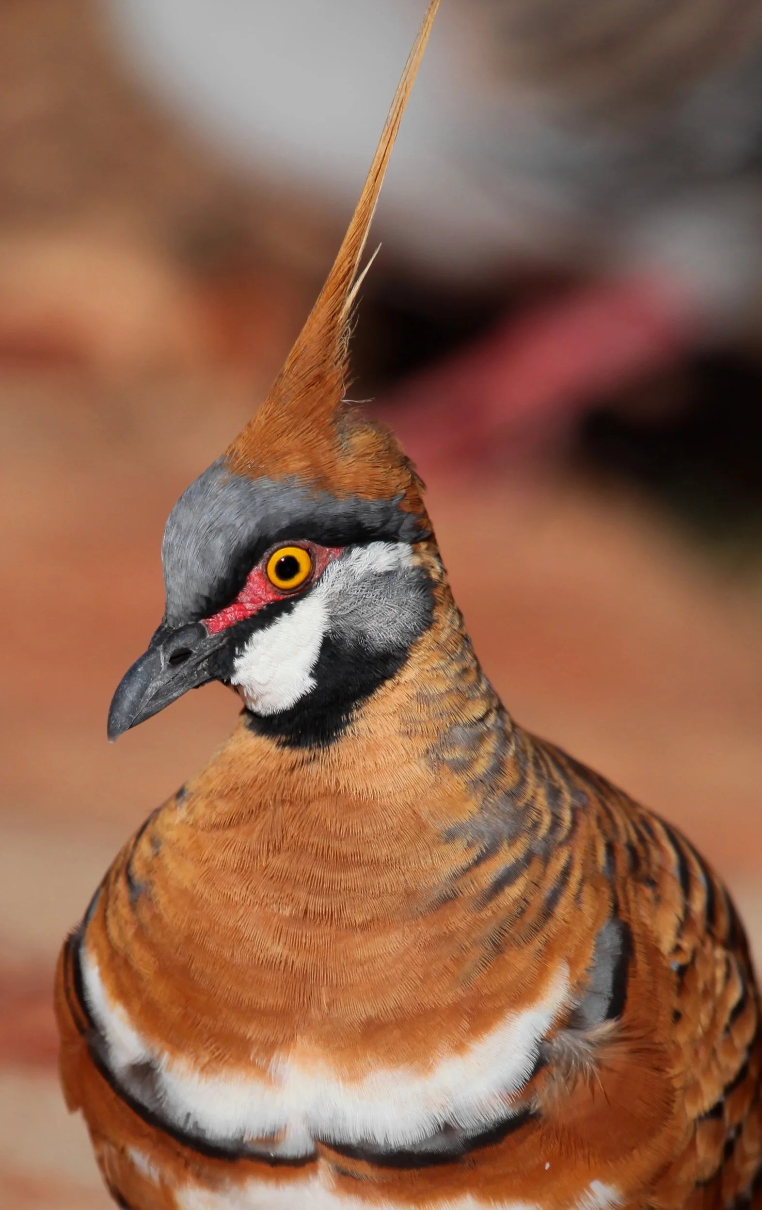 Spinifex Pigeon Geophaps plumifera