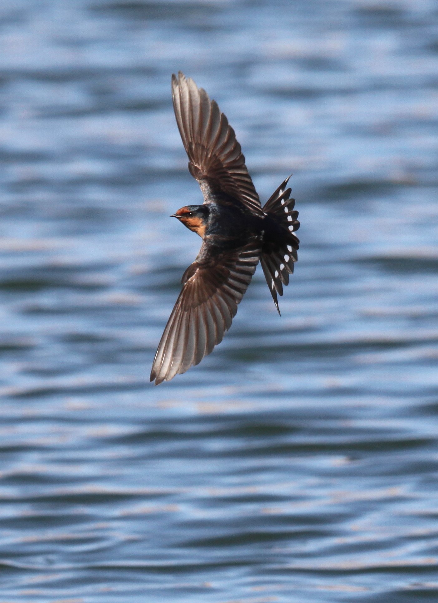 Welcome Swallow Hirundo neoxena