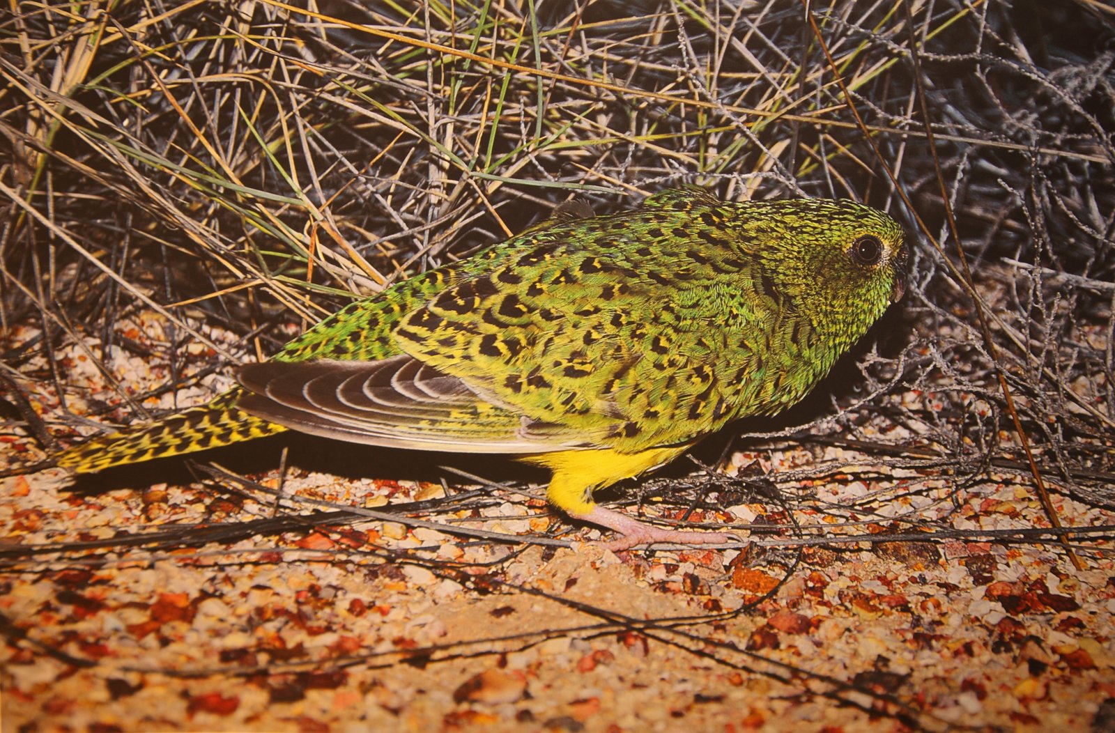 Night Parrot Pezoporus occidentalis. by kind permission John Young