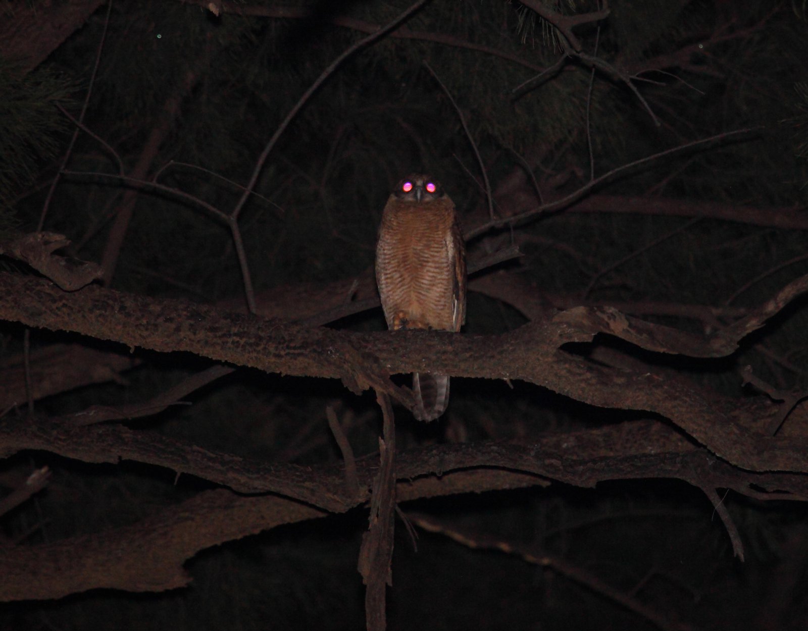 Another nocturnal raptor of wooded Top End areas: a Rufous Owl on the upper Daly River.