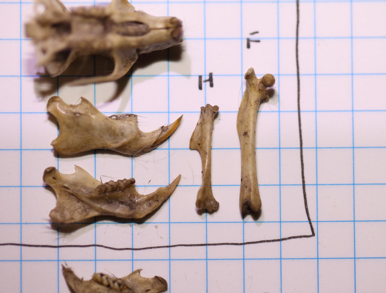 Skeletal remains of Pale Field Rat Rattus tunneyi, from within the pellet. The prominent crest on the humerus (labelled with an "H") is distinctive.