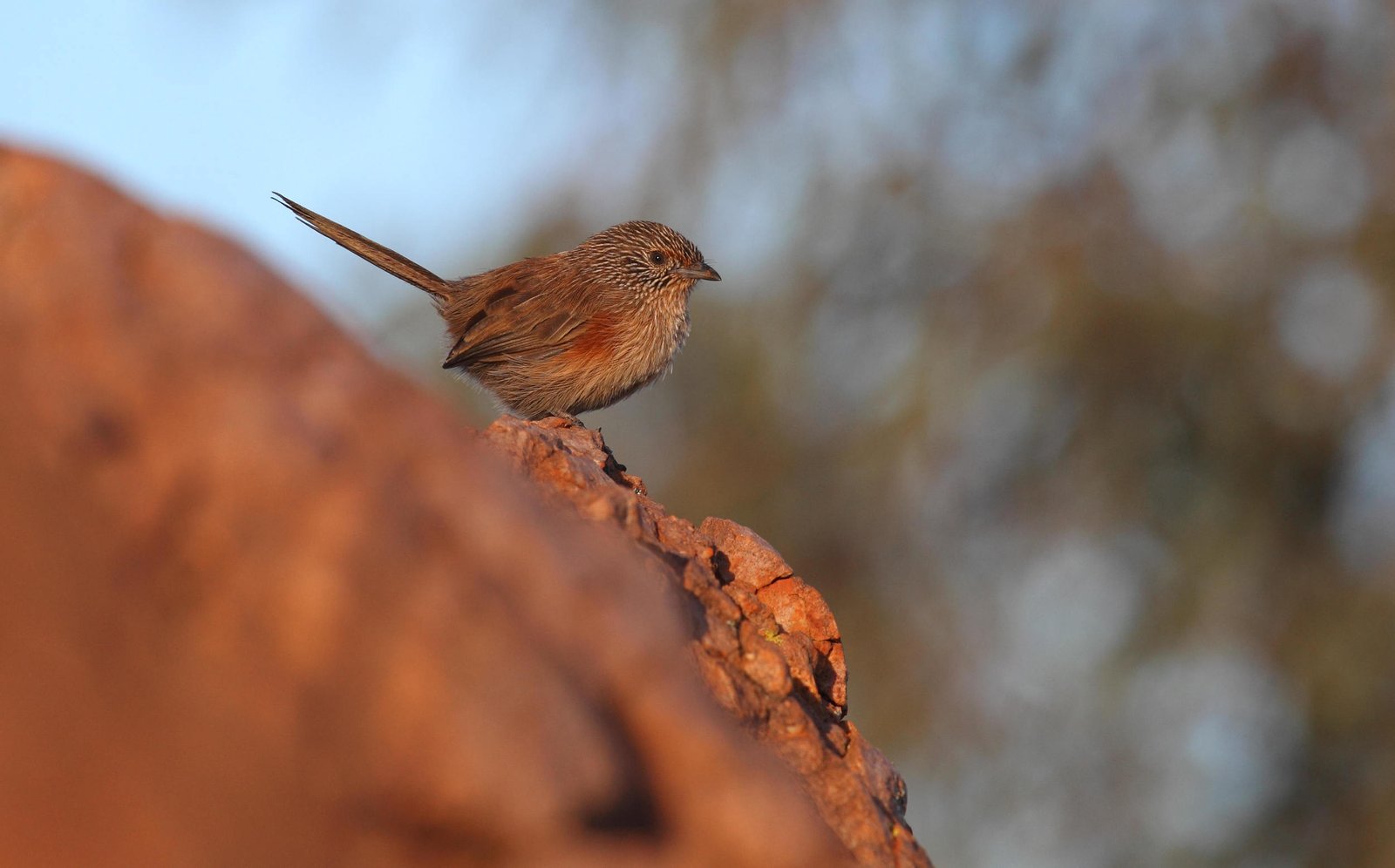 Dusky Grasswren Amytornis purnelli, an adult female in the MacDonnell Ranges.&nbsp;
