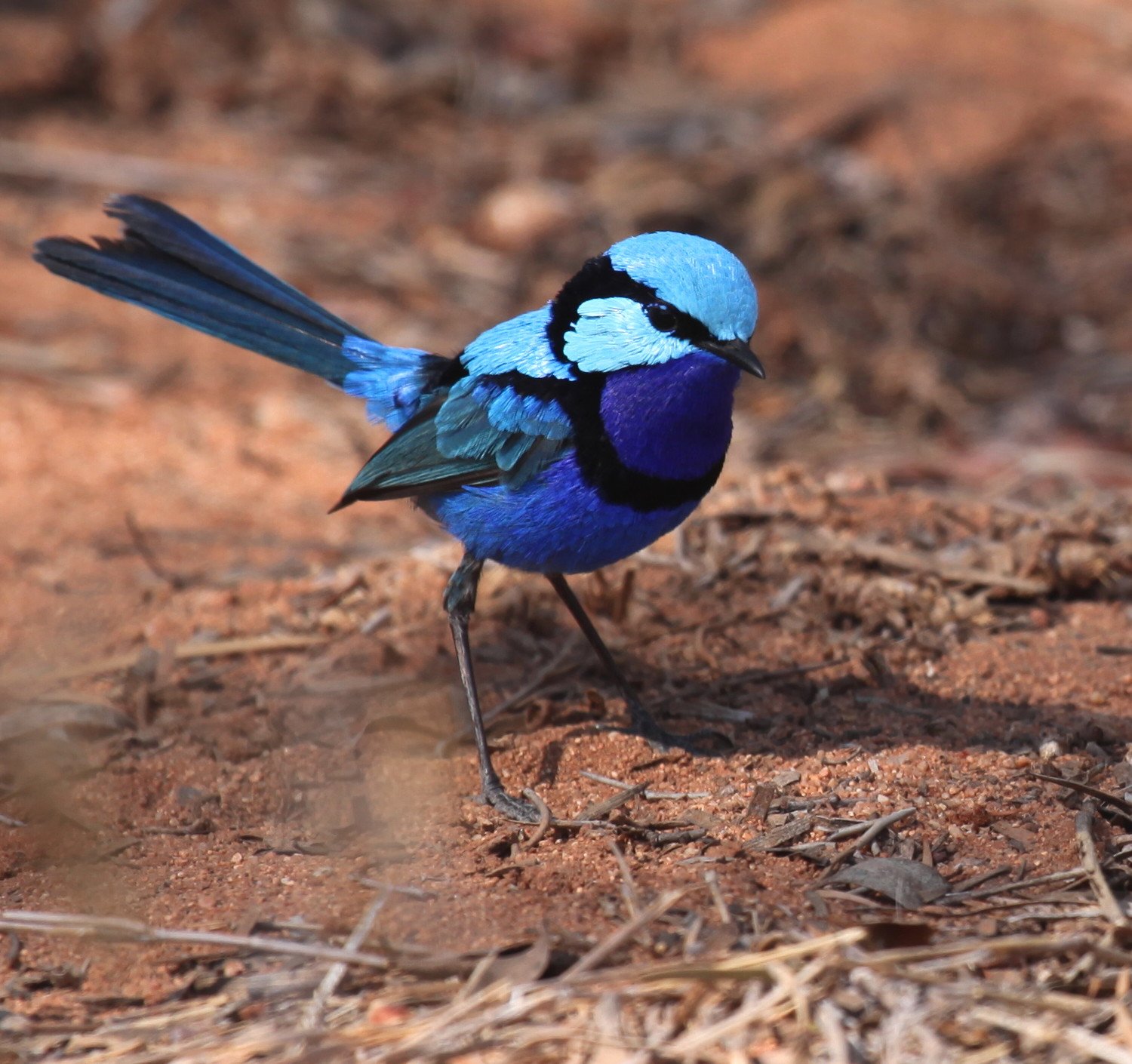 Splendid Fairy-wren Malurus splendens - even to the untrained eye;&nbsp;pretty difficult to mistake for a grasswren.