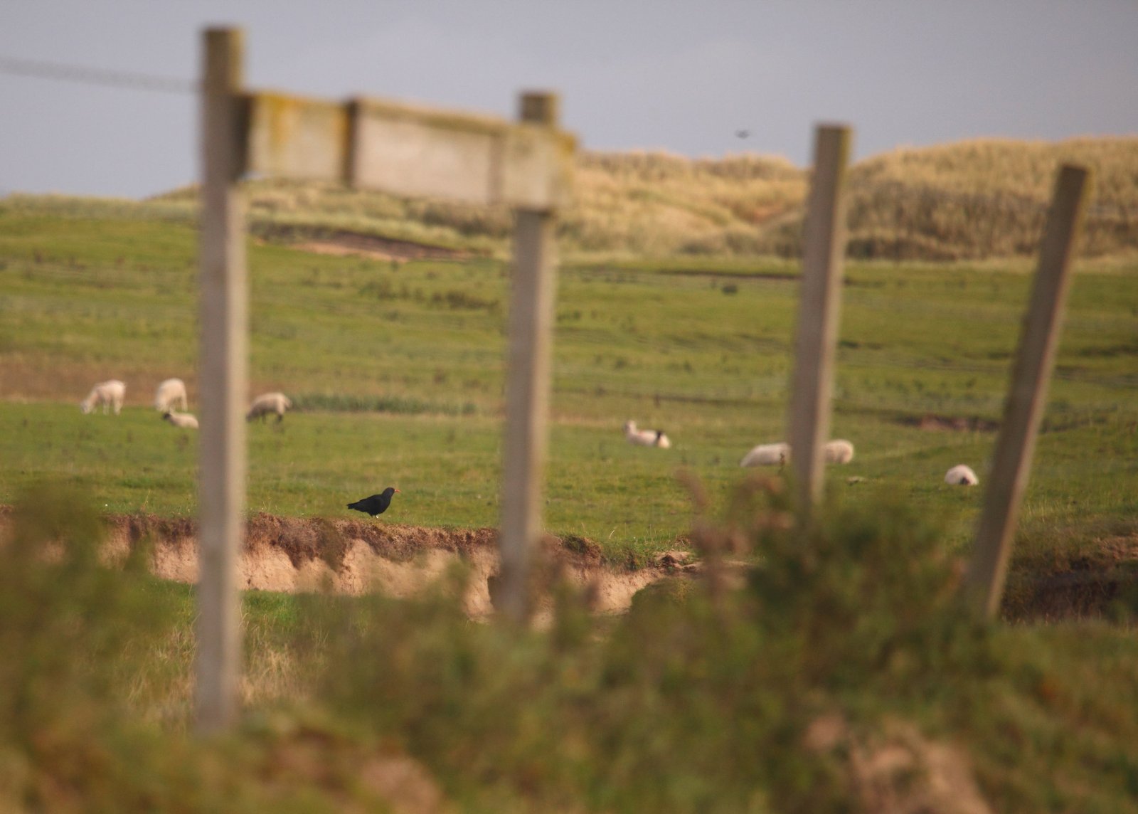 That first glimpse of a lifer; is there anything like it?! My picture here isn't a patch on the images you'll find in Britain's Birds&nbsp;but we were rapt to eventually have great views of close to 40 birds. Islay is one of very few places in Scotl…