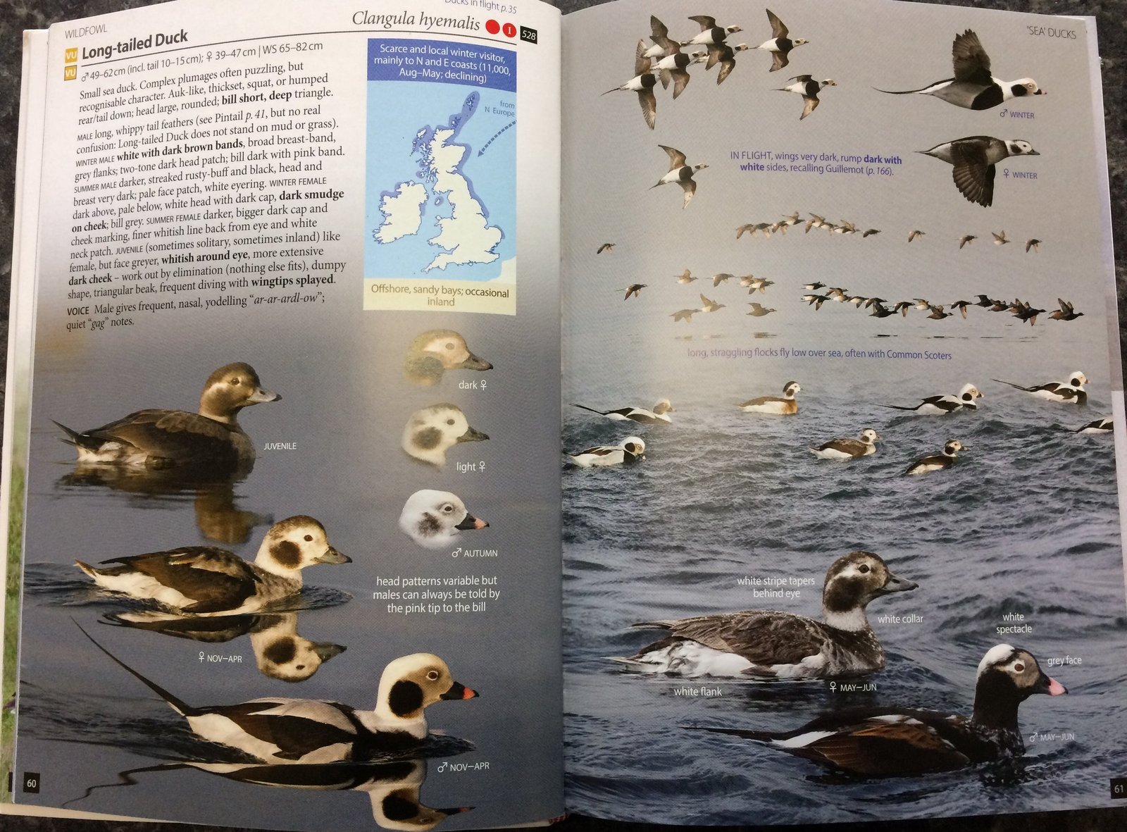 For potentially problematic species you get the Full Monty: a double page spread here for the bogey bird of my trip, Long-tailed Duck. Flight shots, head shots, different moults, behavioural notes, other species it is likely to associate with... all…