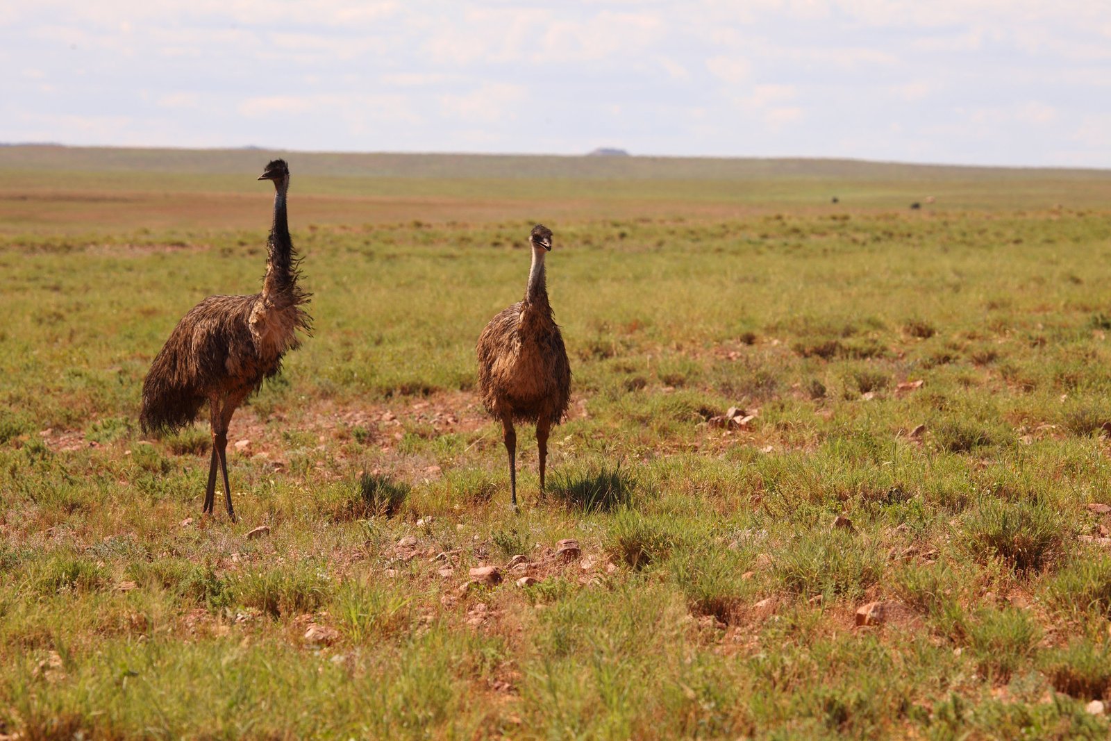 Emus on the 16th fairway near Tibooburra.
