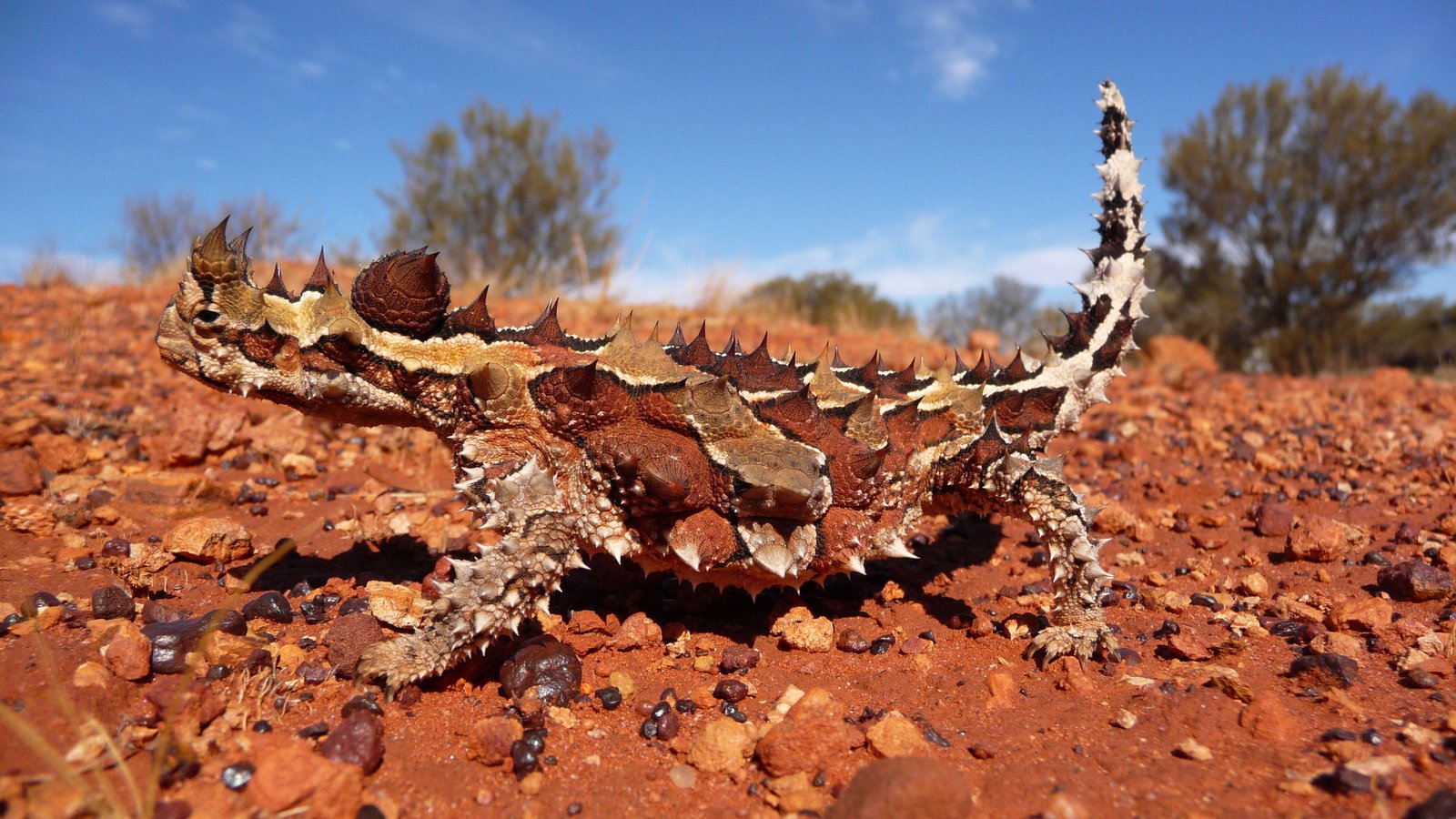 The more-famous Central Australia ant-eater, the Thorny Devil, Moloch horridus.