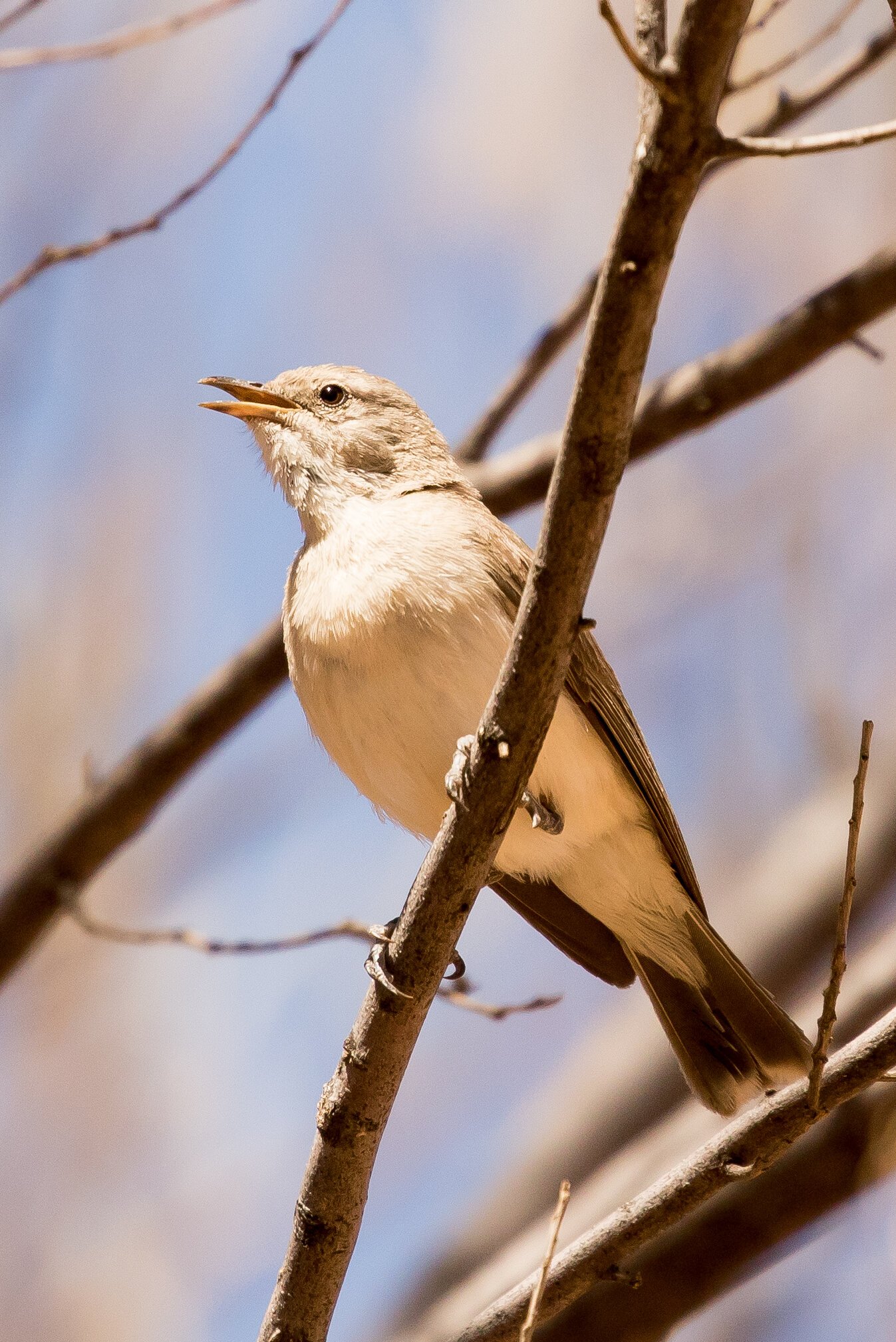 Grey Honeyeater Conopophila whitei, near Alice Springs. Mark Carter, used with permission.
