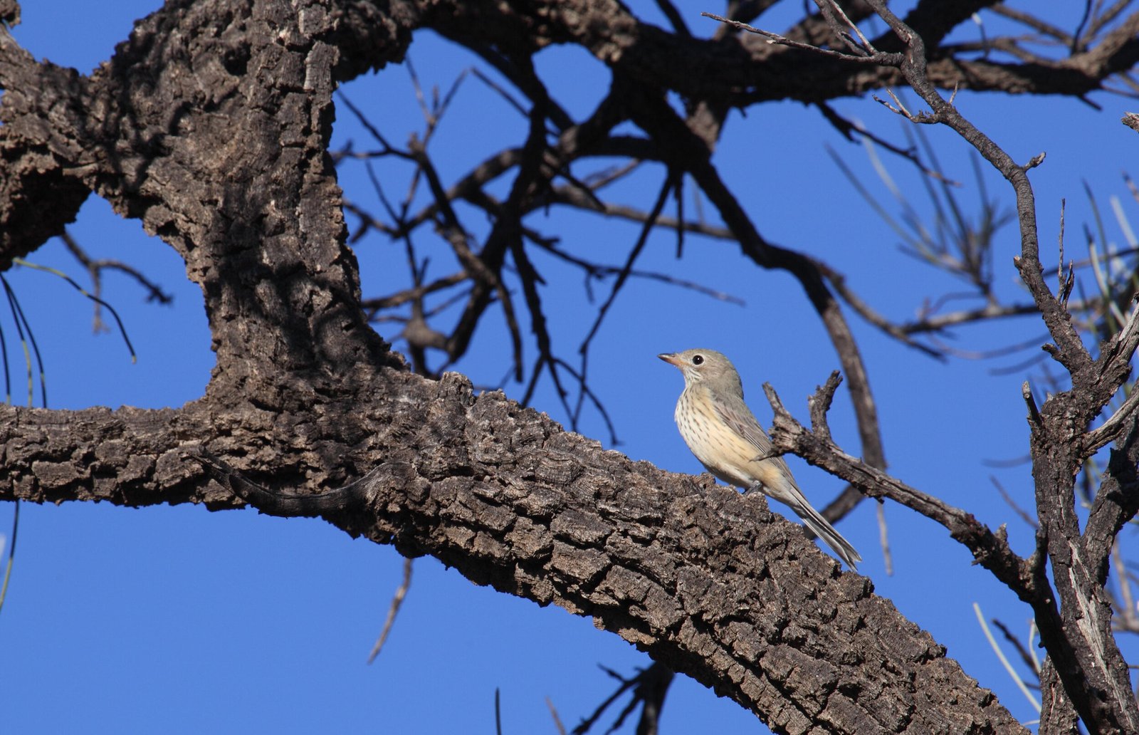rufiventris 06.jpg