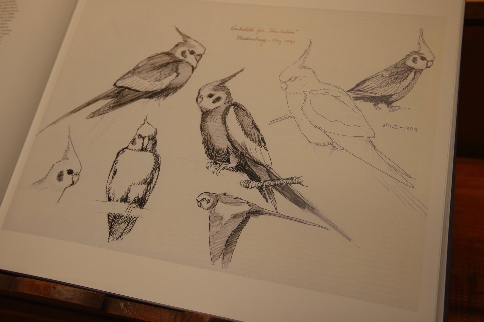 Cooper Parrots 04.jpg