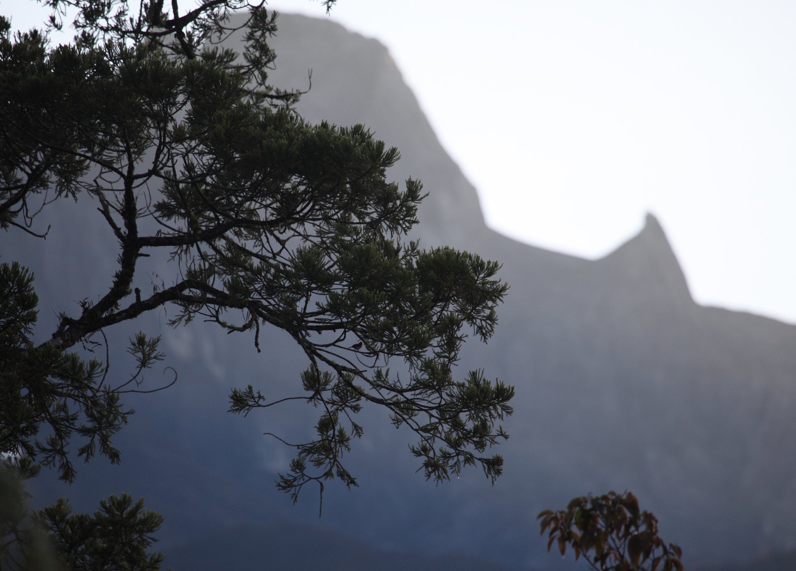 Mount Kinabalu 04.jpg