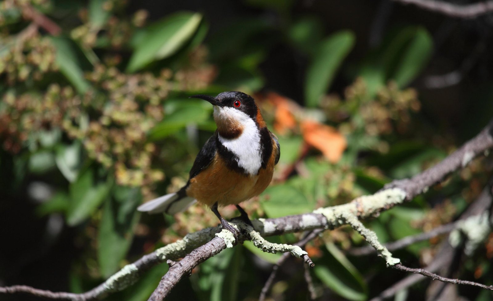 Eastern Spinebill - less colourful in real life but still an arresting bird