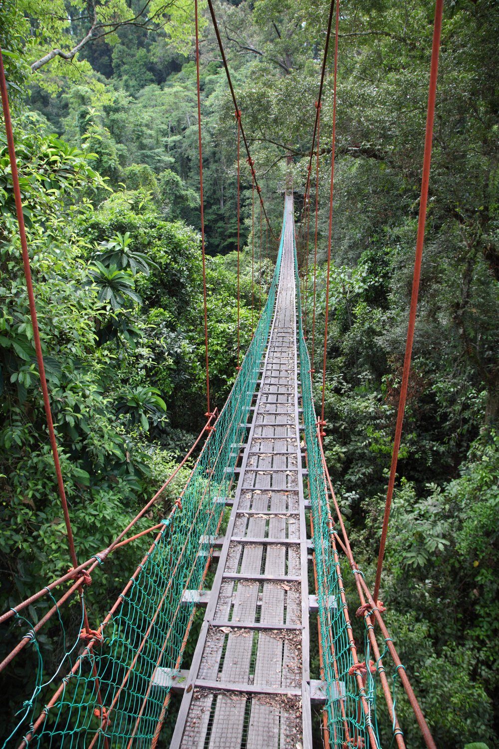 Somewhere in the canopy of a Bornean rainforest - birding paradise.