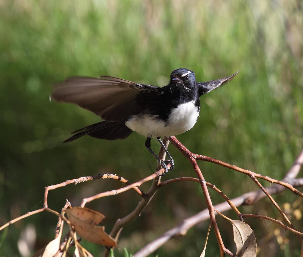 Willie Wagtail  Rhipidura leucophrys , a true bird-watcher's bird.