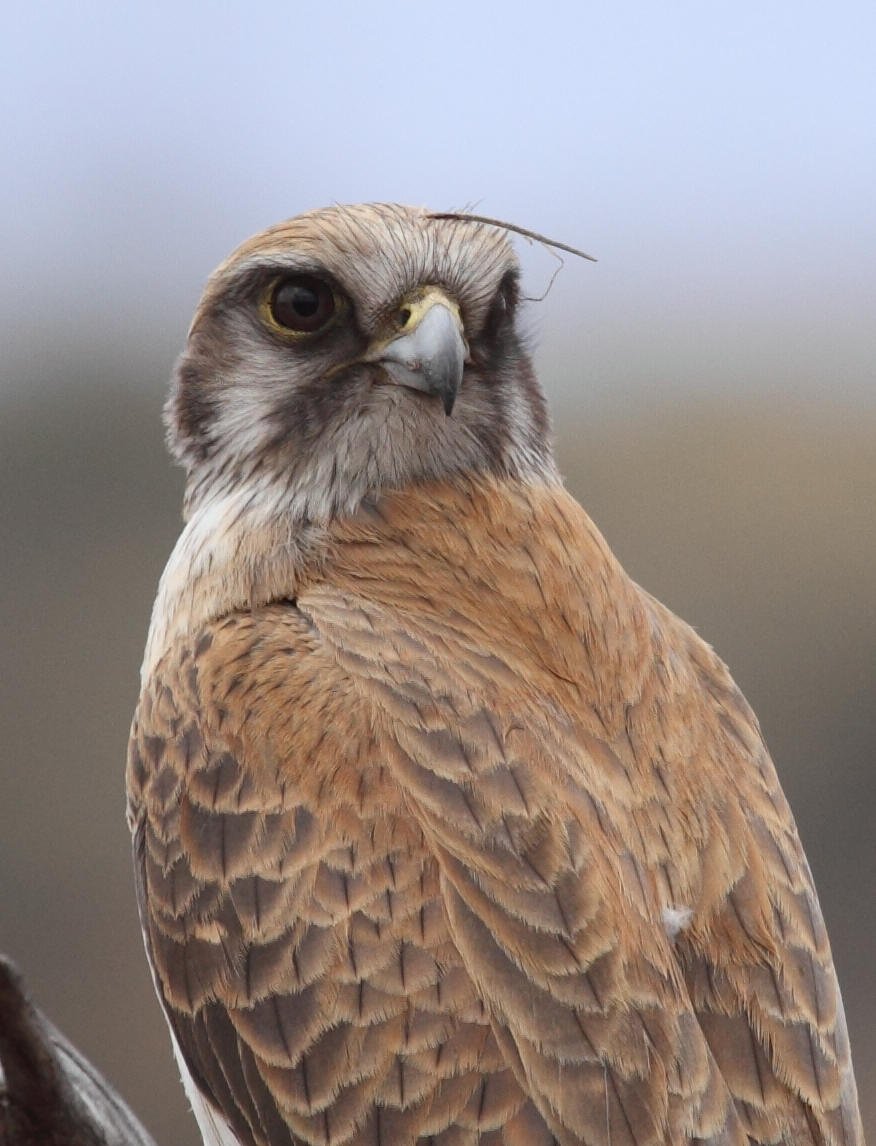 Brown Falcon  Falco berigora . Note the yellow cere and orbital ring; features sometimes cited as diagnostic features of Grey Falcon which could clearly create confusion for inexperienced observers.