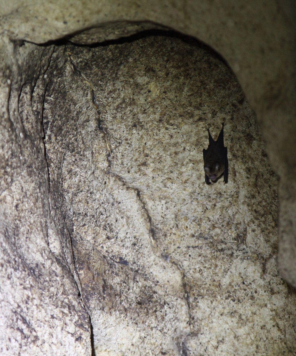 A lonely Large-eared Horseshoe Bat. Higher up in the cave they cluster in their hundreds of thousands.