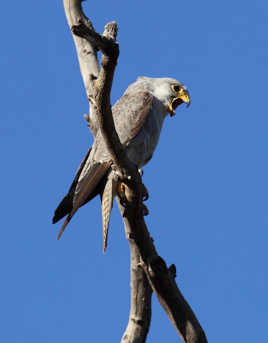 Grey Falcon  Falco hypoleucos , regurgitating a pellet.