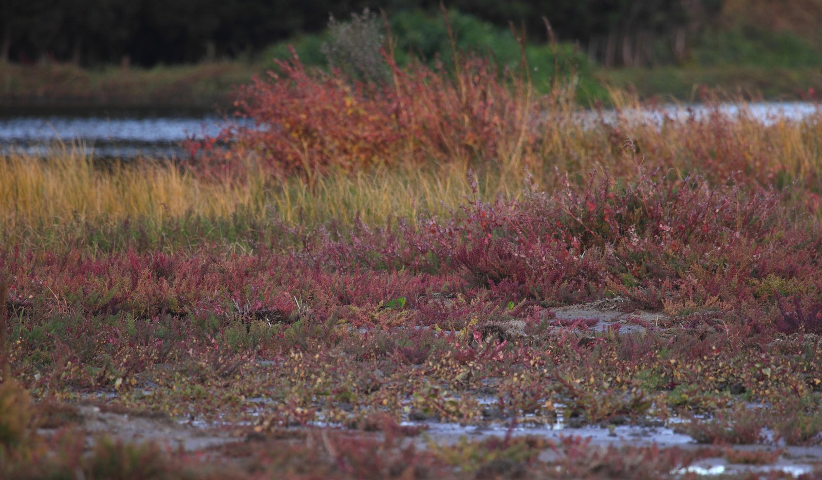 Orange-bellied Parrots on their wintering grounds in coastal Melbourne**. It's a very distant picture but I'm just glad to know they're out there.