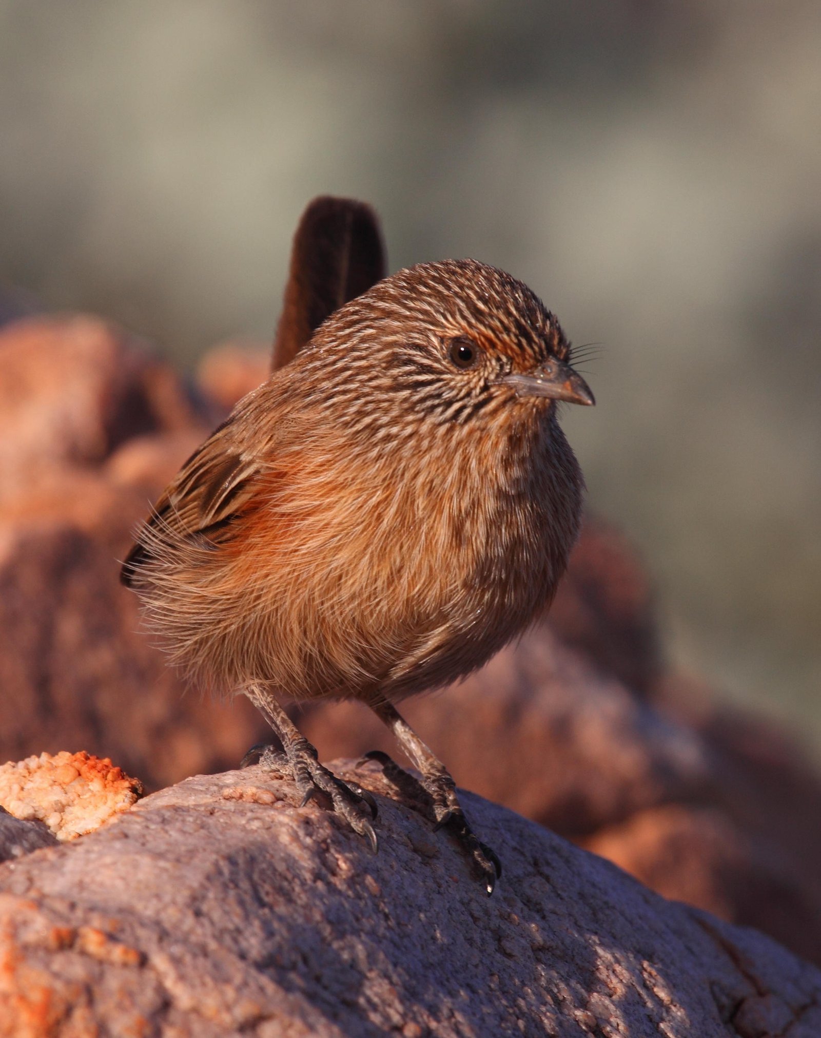 Dusky Grasswren  Amytornis purnelli,  adult female.
