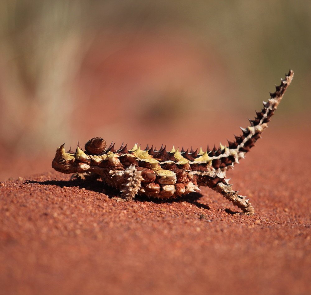 Moloch horridus 02.jpg