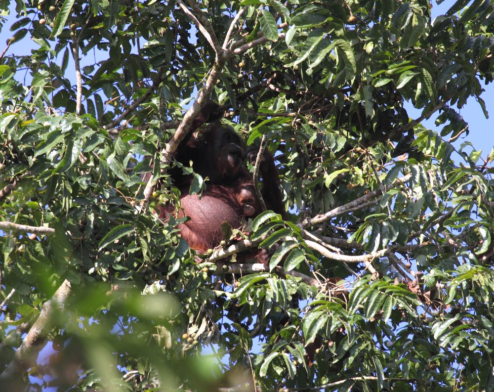 pygmaeus 02.jpg