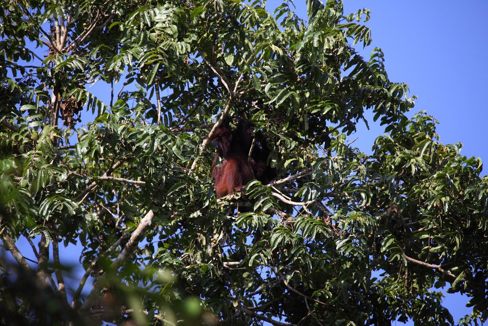 pygmaeus 03.jpg