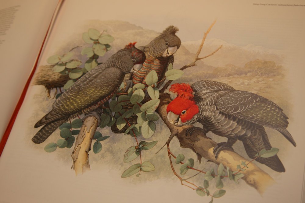 Cooper Parrots 02.jpg
