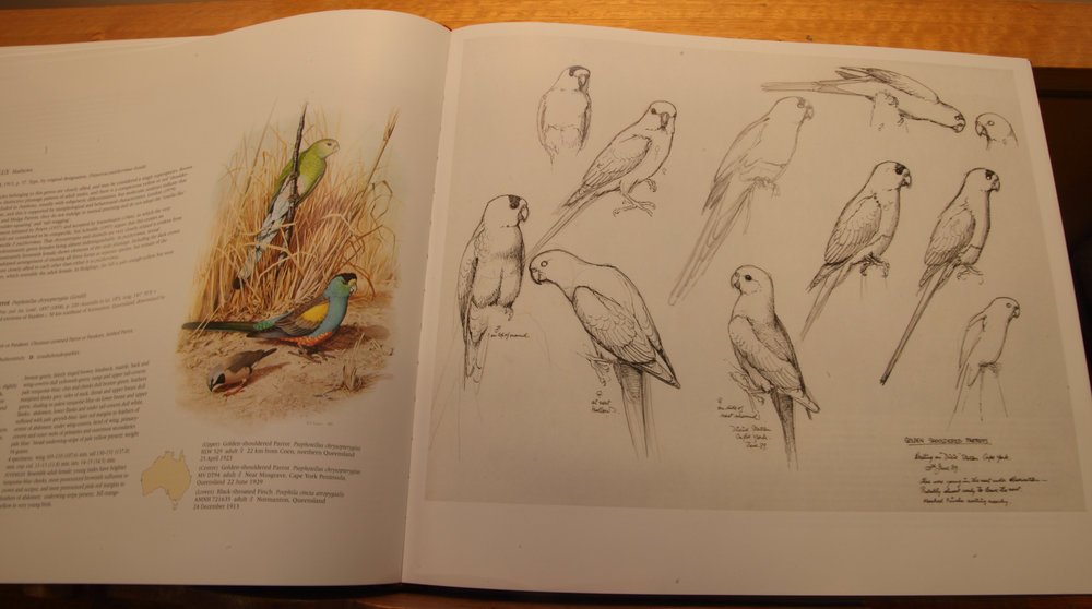 Cooper Parrots 08.jpg