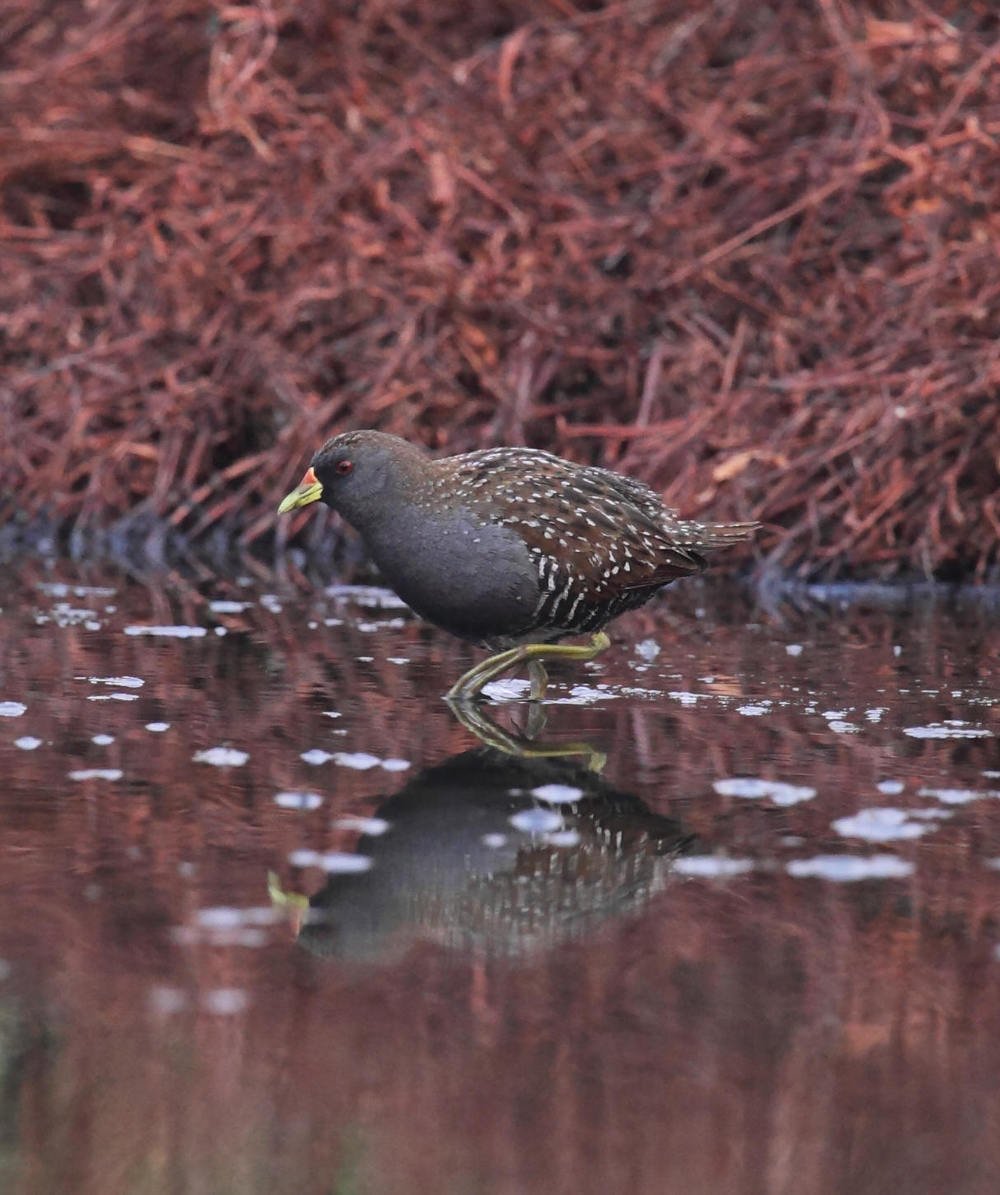 Australian Crake  Porzana fluminea