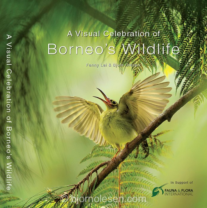 borneo.jpg